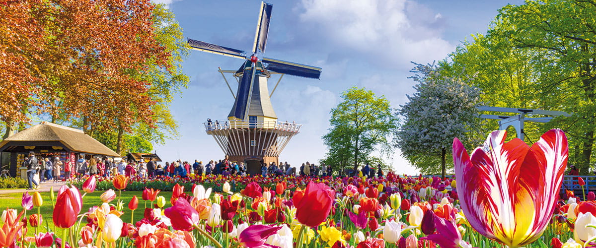 A windmill and tulips in the Keukenhof Gardens in the Netherlands